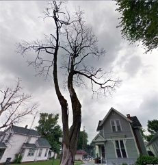 The old sycamore now gone planted by Hirschy in front of his home
