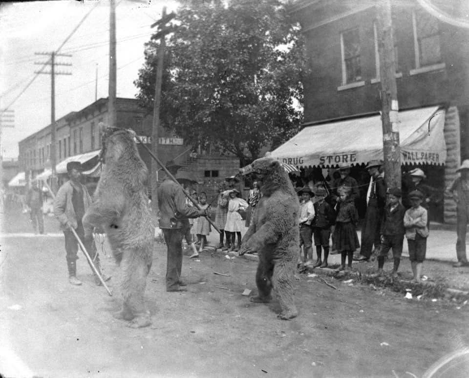 Cygnet bears on front street cica 1900 pic